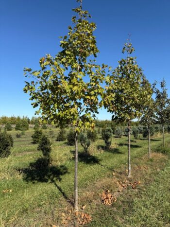 Acer saccharum 'Bailsta'