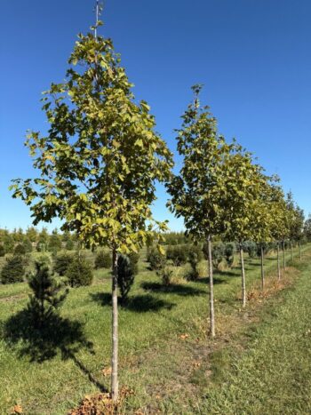 Acer saccharum 'Bailsta'