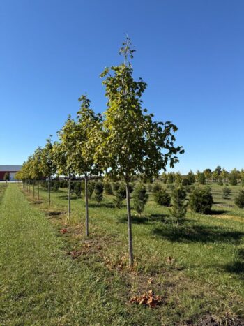 Acer saccharum 'Bailsta'