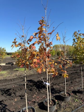 Acer saccharum 'Bailsta'
