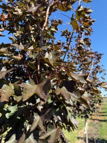 Acer truncatum x A. platanoides 'JFS-KW202'