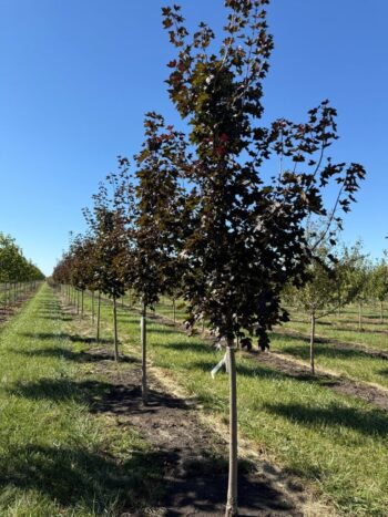 Acer truncatum x A. platanoides 'JFS-KW202'