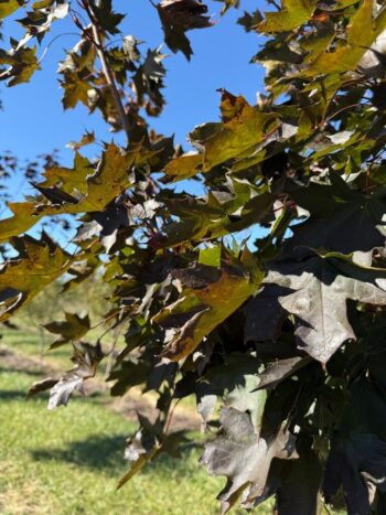 Acer truncatum x A. platanoides 'JFS-KW202'