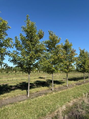 Acer x freemanii 'Celzam'