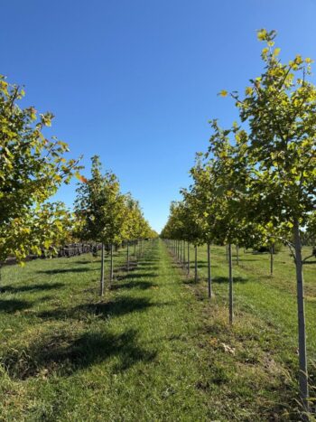 Acer x freemanii 'Jeffersred'
