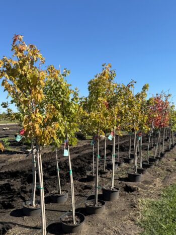Acer x freemanii 'Celzam'