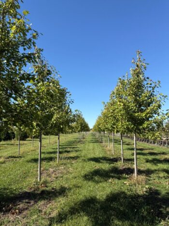 Acer x freemanii 'Jeffersred'