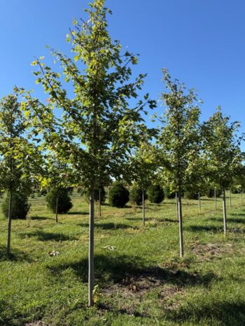 Acer x freemanii 'Jeffersred'