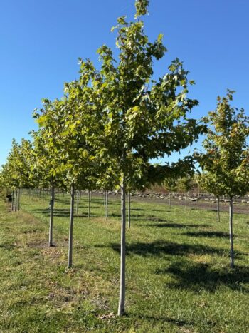 Acer x freemanii 'Jeffersred'