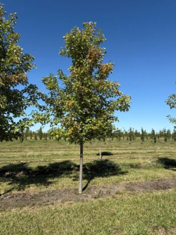 Acer x freemanii 'Celzam'