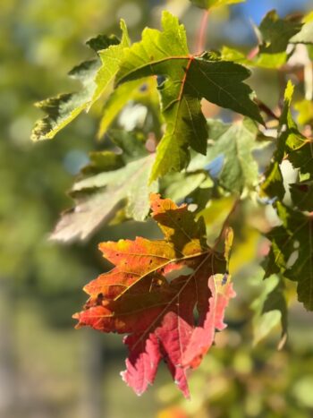 Acer x freemanii 'Celzam'