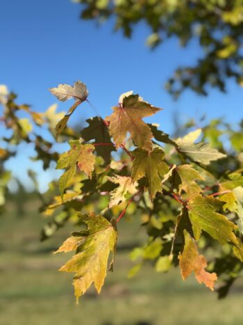 Acer x freemanii 'Celzam'