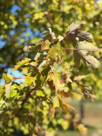 Acer x freemanii 'Celzam'