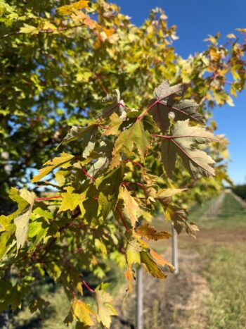 Acer x freemanii 'Celzam'
