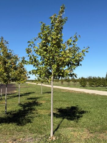 Acer x freemanii 'Jeffersred'