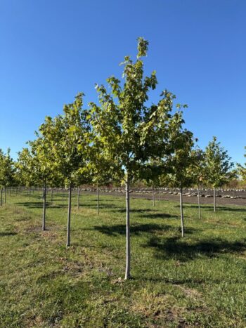 Acer x freemanii 'Jeffersred'