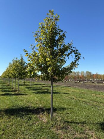 Acer x freemanii 'Jeffersred'