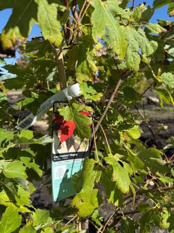 Acer x freemanii 'Celzam'