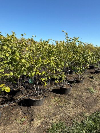 Cercis canadensis