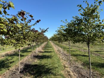 Cercis canadensis 'Midnight Express'