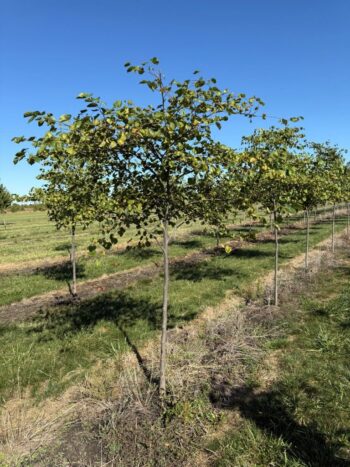 Cercis canadensis 'Midnight Express'