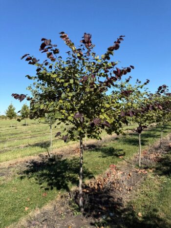Cercis canadensis 'Midnight Express'
