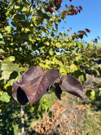 Cercis canadensis 'Midnight Express'
