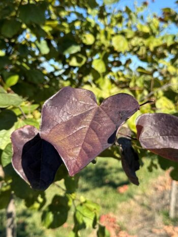 Cercis canadensis 'Midnight Express'