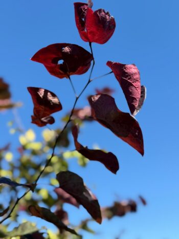 Cercis canadensis 'Midnight Express'