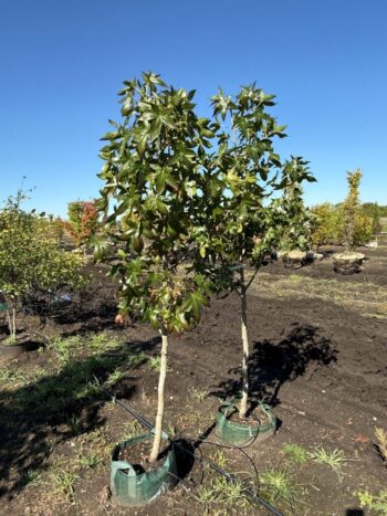 Liquidambar styraciflua 'Moraine'