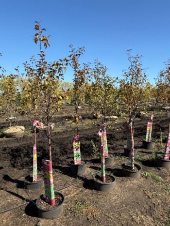 Malus 'JFS-KW5'