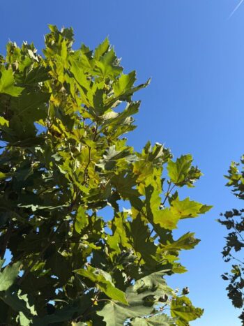 Platanus x acerifolia 'Morton Circle'