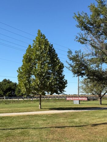 Platanus x acerifolia 'Morton Circle'