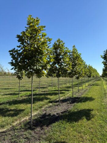 Platanus x acerifolia 'Morton Circle'