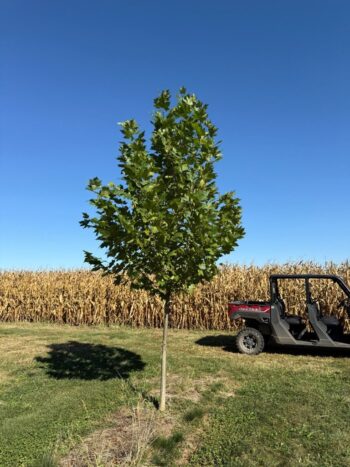 Platanus x acerifolia 'Morton Naper'