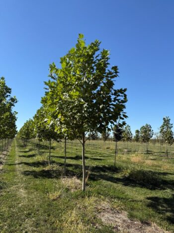 Platanus x acerifolia 'Morton Naper'