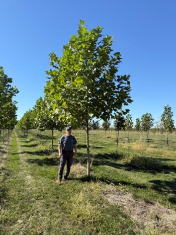 Platanus x acerifolia 'Morton Naper'