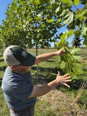 Platanus x acerifolia 'Morton Naper'
