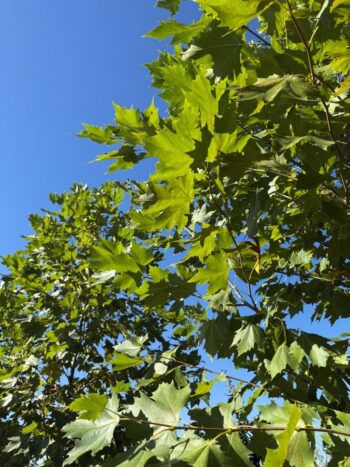 Platanus x acerifolia 'Morton Naper'