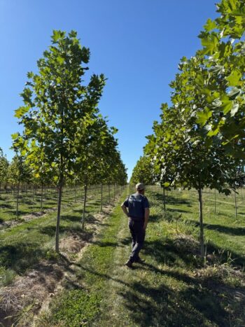 Platanus x acerifolia 'Morton Naper'