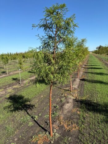 Taxodium distichum