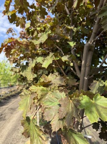 Acer platanoides 'Deborah'