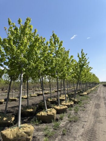 Acer rubrum 'Sun Valley'