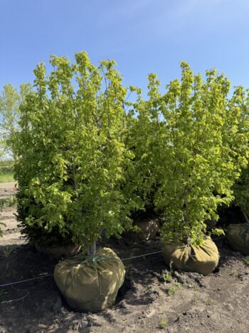 Acer tataricum'GarAnn'