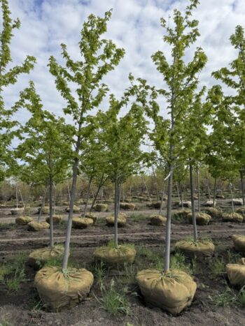 Acer x freemanii 'Jeffersred'