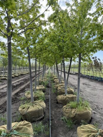 Acer x freemanii 'Jeffersred'