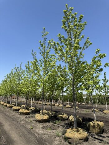 Acer x freemanii 'Jeffersred'