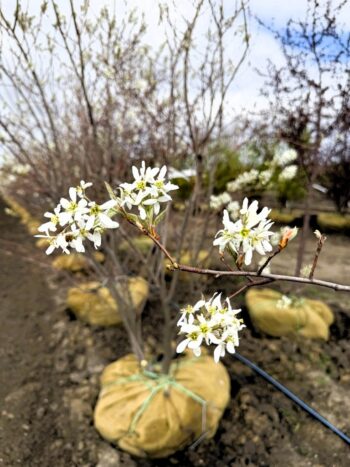 Serviceberry Blooms
