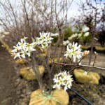 Serviceberry Blooms
