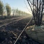 Sales Yard waking up for the season